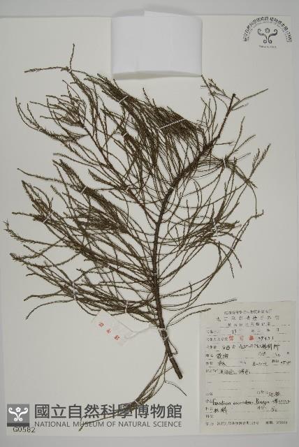 池杉藏品圖，第1張