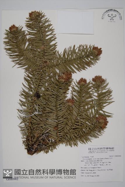 杉木藏品圖，第1張