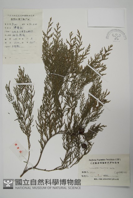 柏木、柏樹藏品圖，第1張