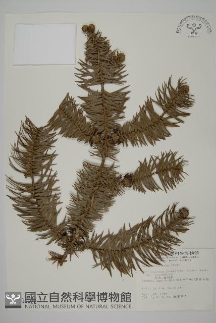 杉木藏品圖，第1張