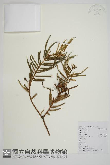 三尖杉藏品圖，第1張