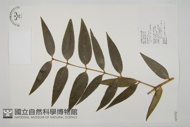 菲律賓貝殼杉藏品圖，第1張