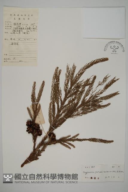 柳杉藏品圖，第1張