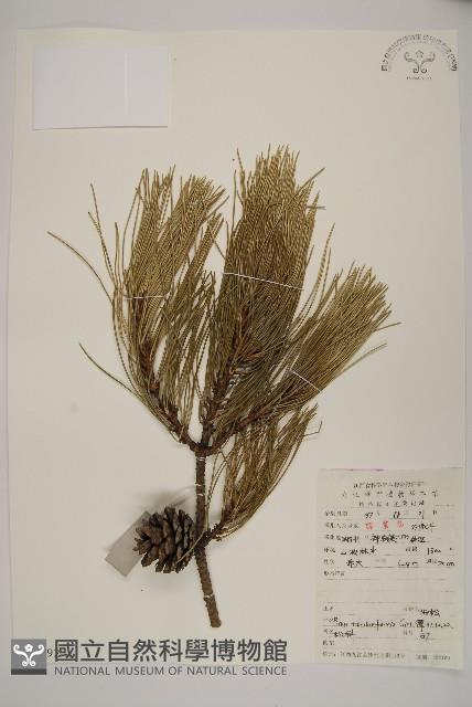 油松藏品圖，第1張