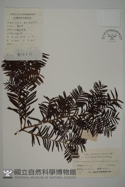 南方紅豆杉藏品圖，第1張