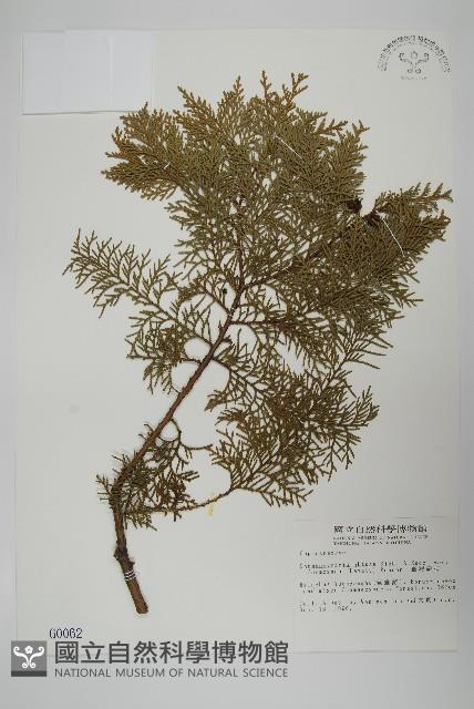 臺灣扁柏藏品圖，第1張