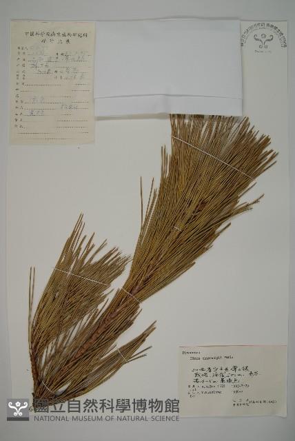 Black pine Collection Image, Figure 1, Total 4 Figures