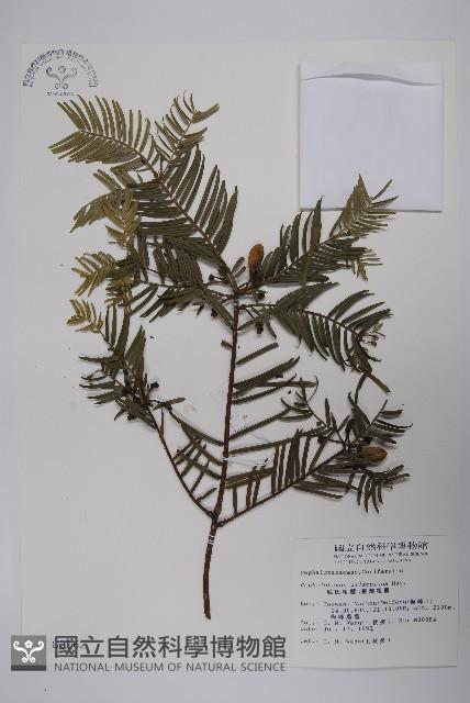 臺灣粗榧、台灣三尖杉藏品圖，第1張