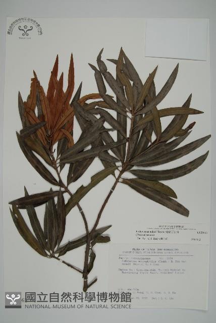 桃實百日青藏品圖，第1張