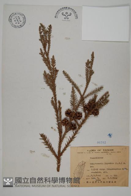 柳杉藏品圖，第1張