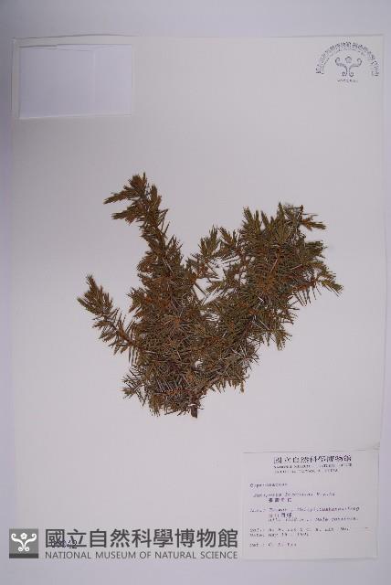 Formosan juniper Collection Image, Figure 1, Total 5 Figures