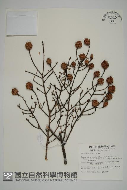 臺灣鐵杉藏品圖，第1張