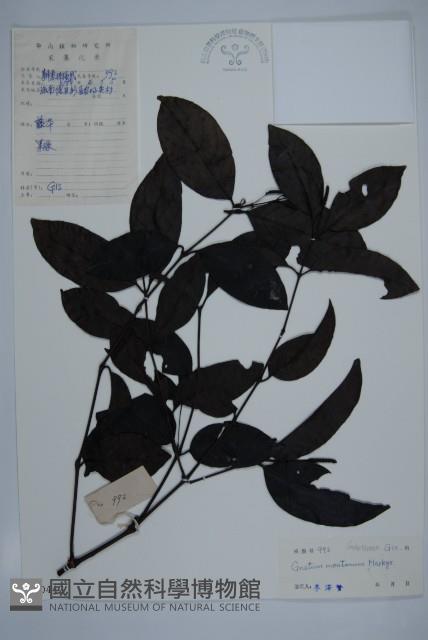 買麻藤藏品圖，第1張