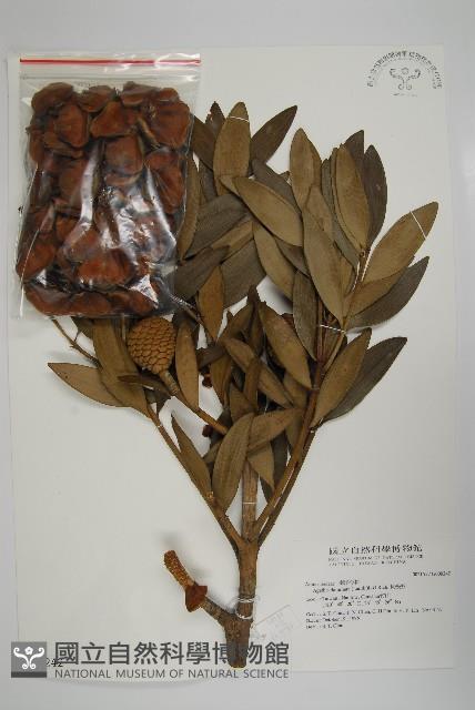 貝殼杉藏品圖，第1張