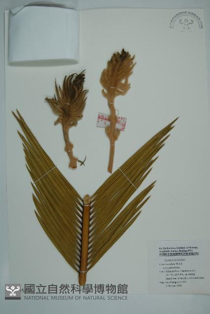 蘇鐵、鐵樹藏品圖，第1張