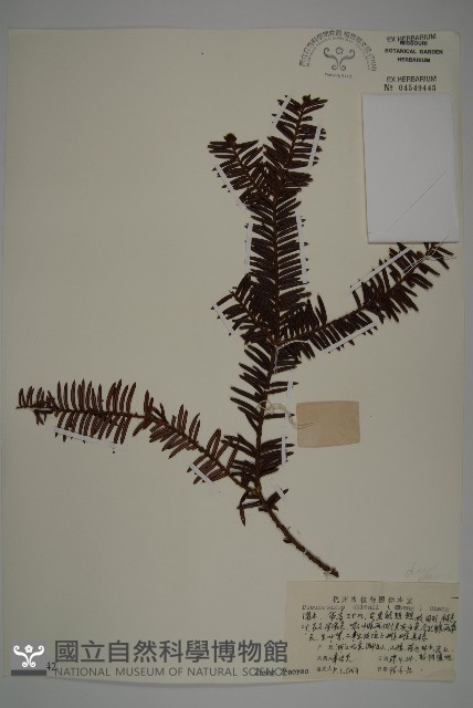 白豆杉藏品圖，第1張