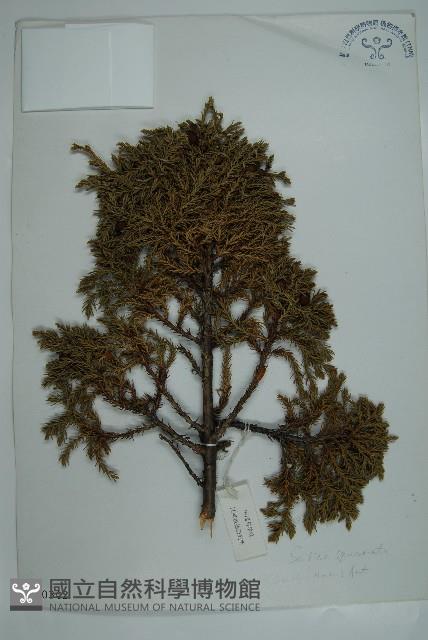 高山柏藏品圖，第1張