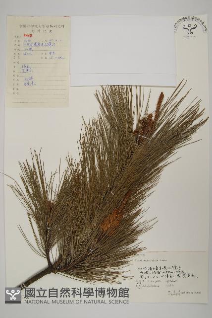 馬尾松藏品圖，第1張