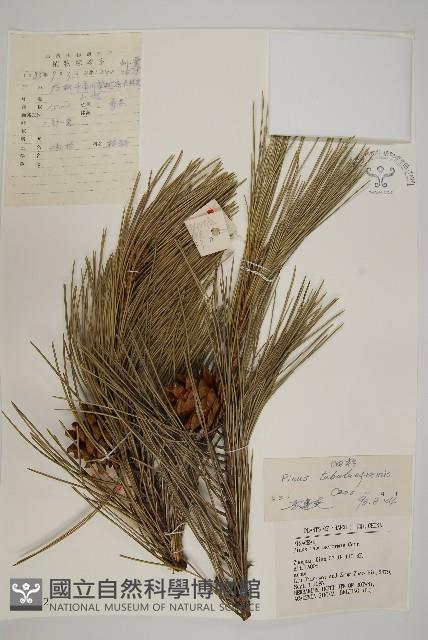 油松藏品圖，第1張