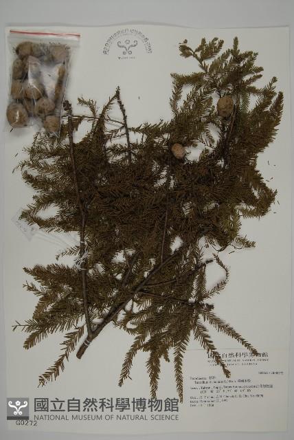 落羽松、美國水松藏品圖，第1張