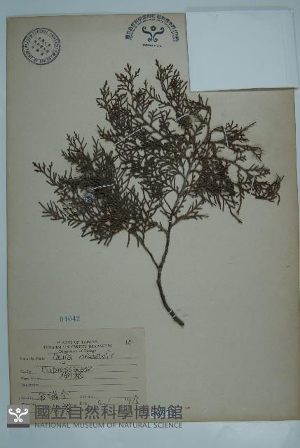 側柏藏品圖，第1張