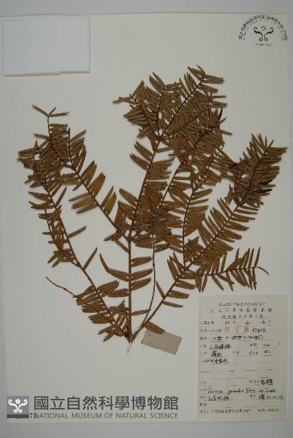 香榧藏品圖，第1張