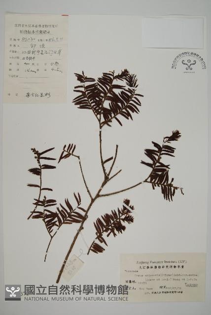 南方紅豆杉藏品圖，第1張