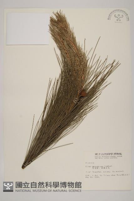 馬尾松藏品圖，第1張