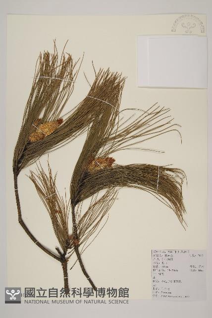 馬尾松藏品圖，第1張