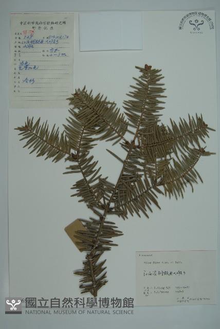 日本冷杉藏品圖，第1張