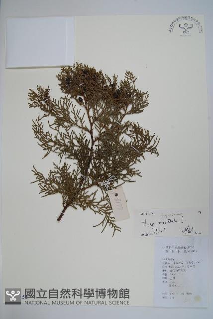 側柏藏品圖，第1張