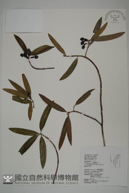 叢花百日青藏品圖，第1張