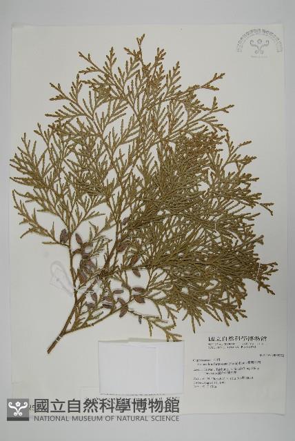 台灣肖楠藏品圖，第1張