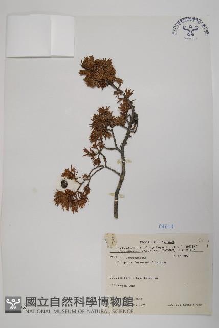 刺柏藏品圖，第1張