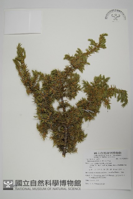 刺柏藏品圖，第1張