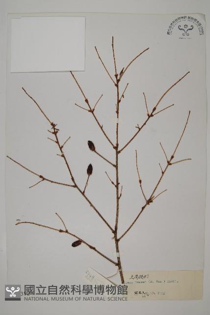 雲南鐵杉藏品圖，第1張