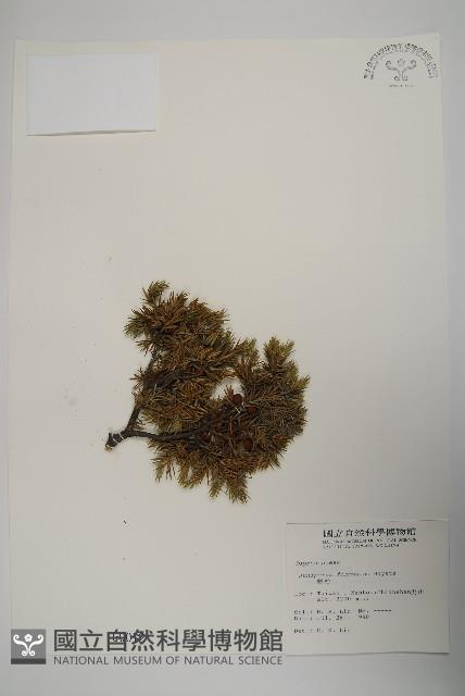 刺柏藏品圖，第1張