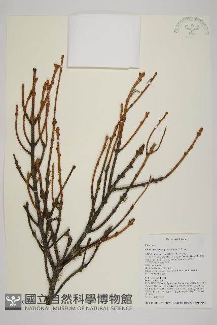 登錄號:G001012藏品圖，第1張