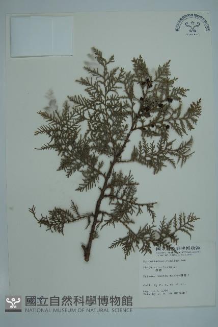 側柏藏品圖，第1張