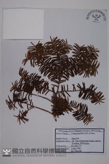 東北紅豆杉藏品圖，第1張