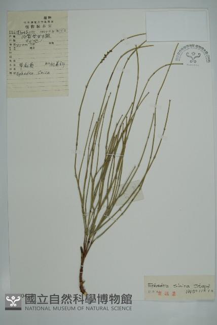 草麻黃藏品圖，第1張