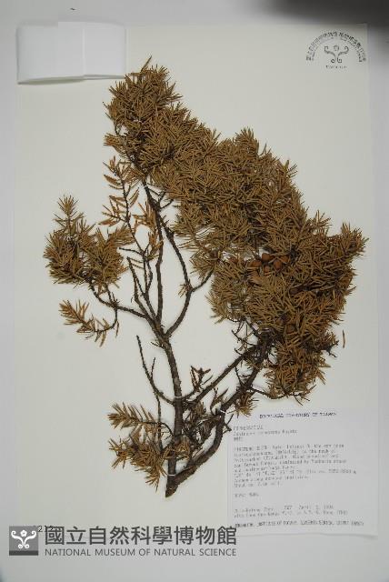 刺柏藏品圖，第1張