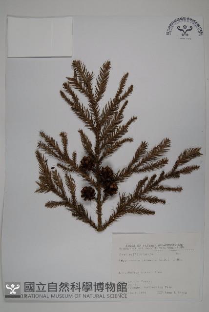 柳杉藏品圖，第1張