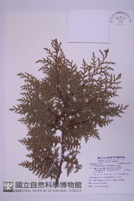 紅檜藏品圖，第1張