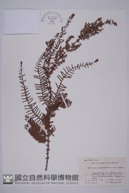 水杉藏品圖，第1張