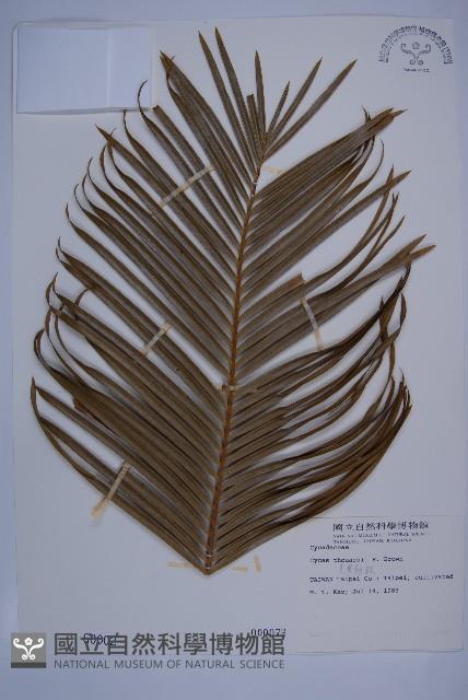 光果蘇鐵藏品圖，第1張