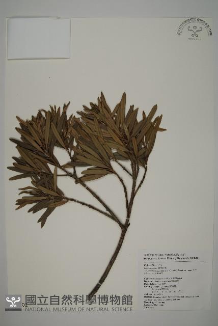 小葉羅漢松藏品圖，第1張