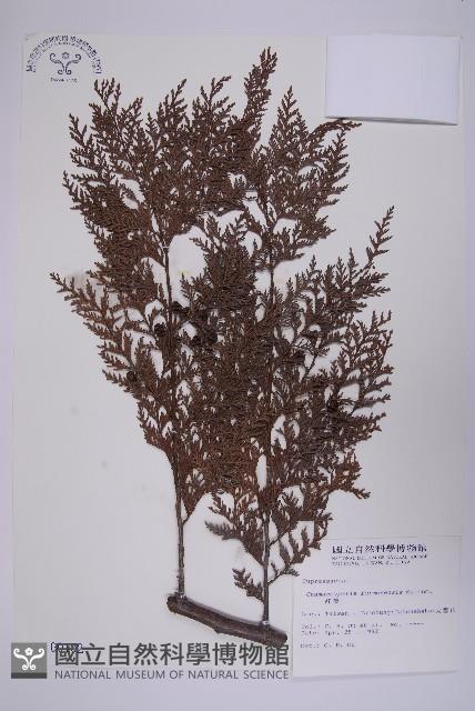 紅檜藏品圖，第1張