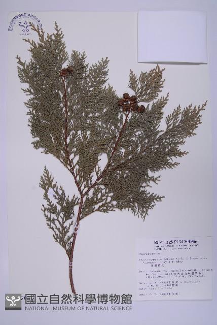 臺灣扁柏藏品圖，第1張