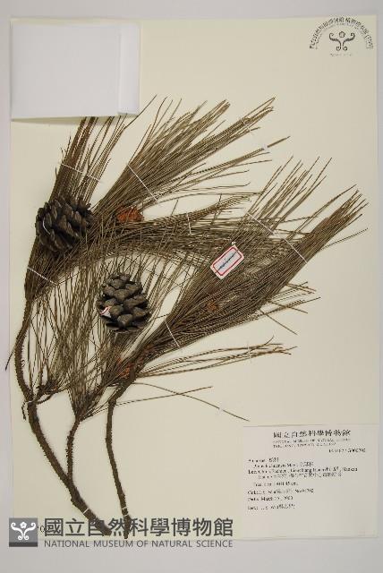 琉球松藏品圖，第1張